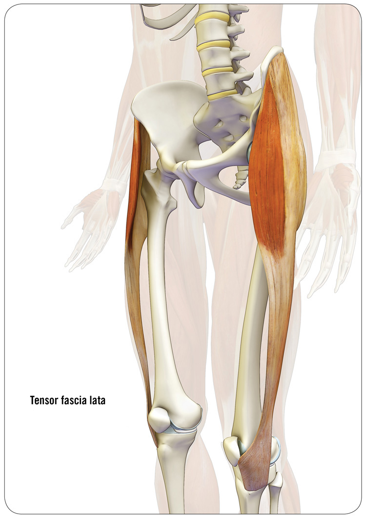 Image result for TfL Muscle  Fascia lata, Tensor fasciae latae, Muscle  anatomy