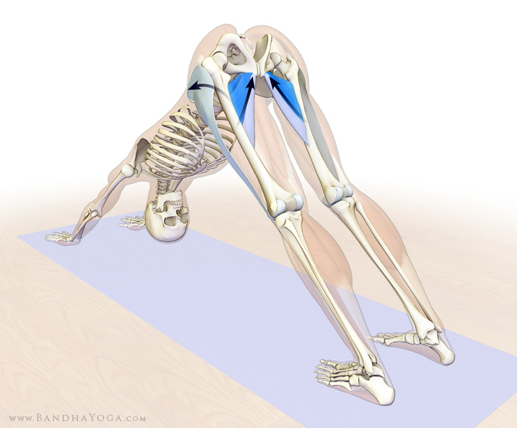 The Daily Bandha: A Tip for Helping to Correct Alignment in Hyperextended  Elbows and Knees in Yoga