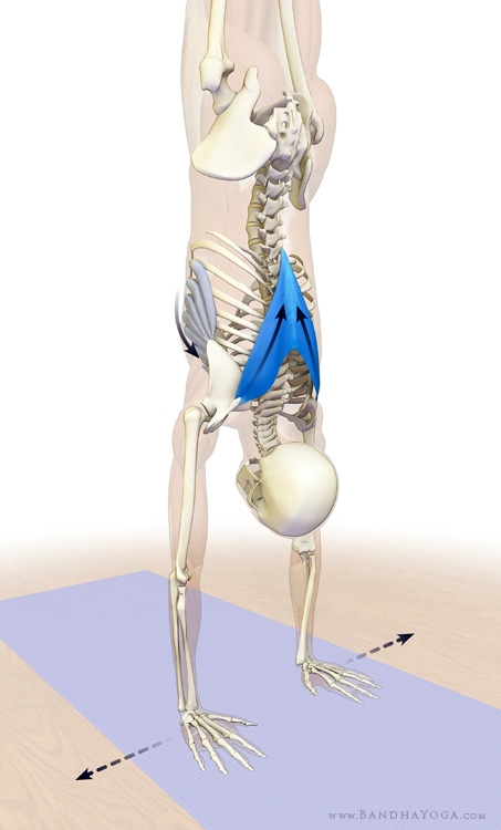 anatomy of the trapezius