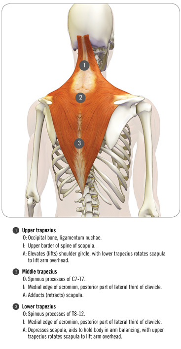 the trapezius and serratus anterior in full arm balance