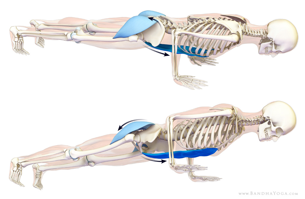 Chaturanga Dandasana.pdf