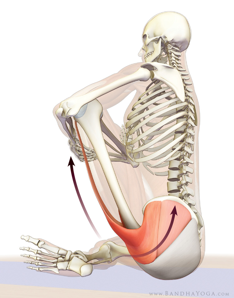The Daily Bandha: A Tip for Helping to Correct Alignment in Hyperextended  Elbows and Knees in Yoga