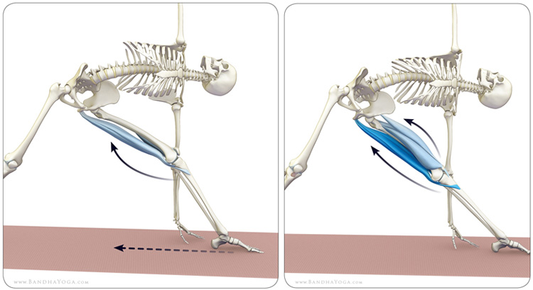 Isolating the hamstings in Trikonasana