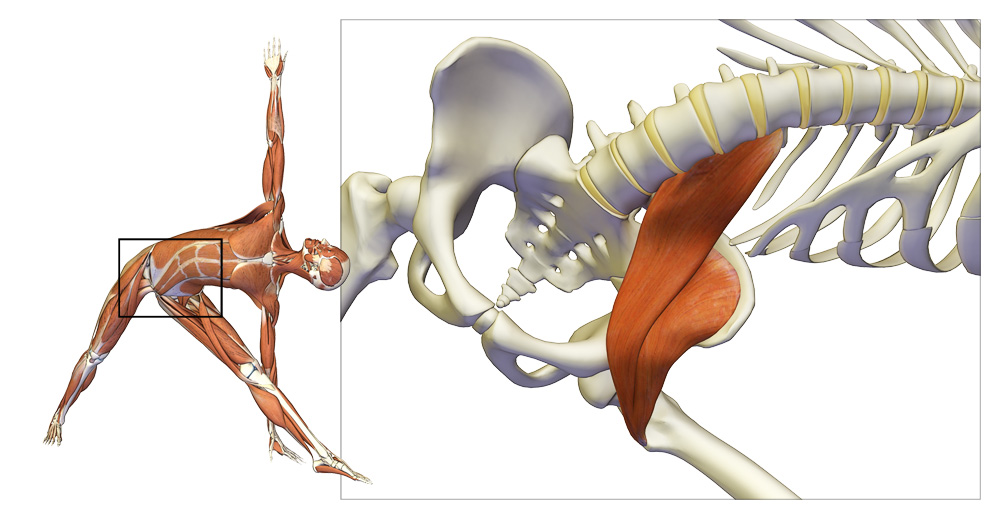 how long to release psoas