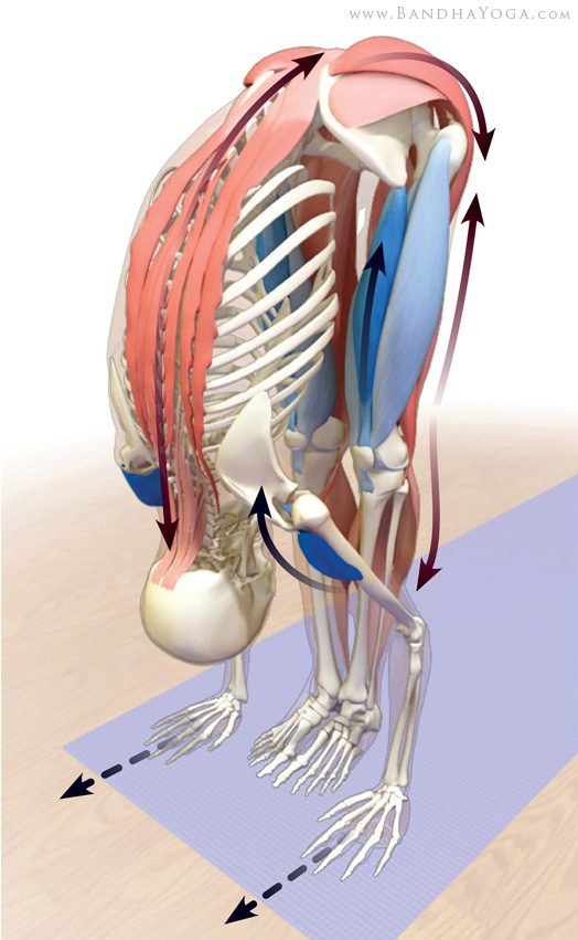 Muscle control for Standing Forward Bends